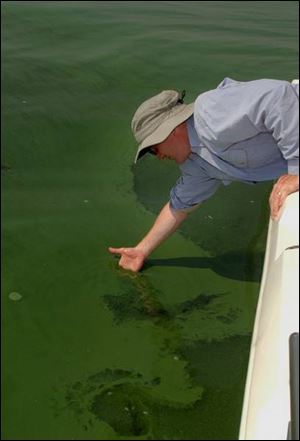University of Toledo professor Tom Bridgeman checks algae in
Maumee Bay in 2003. The slimy green stuff is back again.
