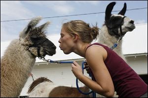Michelle Towers shows love for her friend s llamas as the animals settle in for the fair s seven-day run, starting today.
