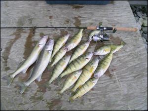Two bonus walleyes flank a nice mess of jumbo-size Lake Erie yellow perch caught near the Davis-Besse complex. Eastern Lake Erie is especially active with perch this time of year.
