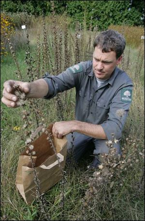 Metroparks land management supervisor Tim Gallaher gathers Rough Blazing Star seeds at Blue Creek Metropark.
