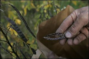 Wild Senna seeds.