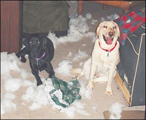 Macy and Bentley, owned by John Foster Jr.
