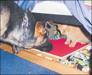 Lily, Joe Axe's German shepherd, corners a cat.