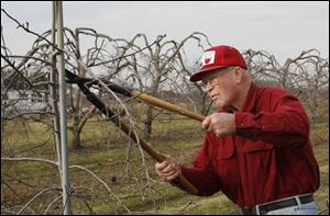 The warm weather has been a blessing for Earl Johnston of Johnston Fruit Farms in Swanton, as he is able to take advantage of the conditions to prune his apple trees.
