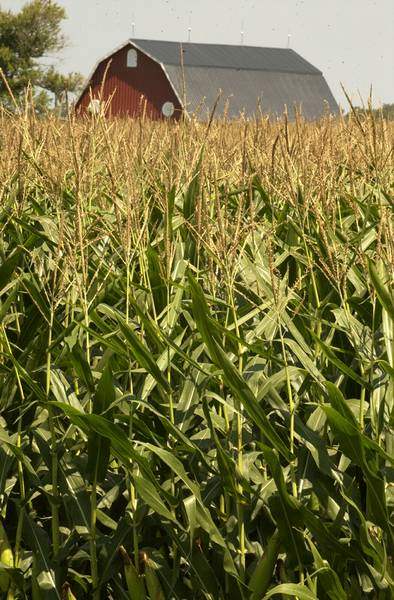 Area-cropland-holds-value-but-slippage-sprouts