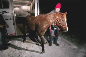 Volunteer Jeff Woolace unloads one of 11 horses and ponies rescued from Defiance County.