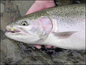 The trout advisory involves tributaries in Lucas, Ottawa, Sandusky, Erie, Cuyahoga, Lake, Lorain, and Ashtabula counties.