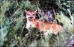 Felis concolor, commonly known as the mountain lion or puma:
<br>
 Description   A large animal with fur that is short and
reddish-brown to gray-brown with white on the underside; the tail is black-tipped. The head is fairly small with small, rounded ears and large feet. The average adult male weighs 125 pounds and the female 100 pounds.
<br>
 Biology   Although there is no fixed mating season, one
to six young usually are born midsummer in a den where they are raised only with the female and remain with her for one to two years. The cougar is a strong, solitary, strongly territorial hunting species that requires an undisturbed, game-rich wilderness. They feed on large animals to mice; the cougar is capable of killing a 600-pound moose or elk.