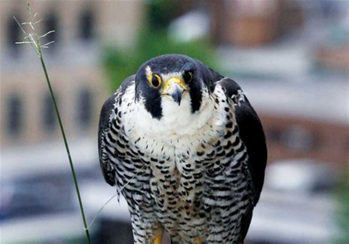 Peregrine Falcon Life History All About Birds Cornell Lab