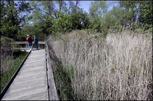 A couple walks past last year's growth of Phragmites, also known as 