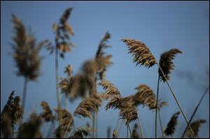 Last years growth of Phragmites also known as 