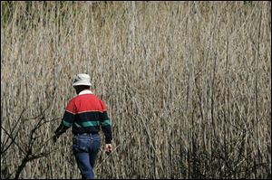 A man walks past last year's growth of Phragmites, also known as 