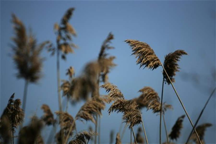 Plant-lovers-want-nurseries-to-stop-selling-invasive-plants-3