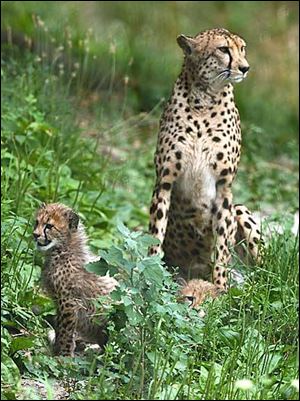 Thw two new cheetah cubs are relaxing with their mother Shaka at the Toledo Zoo today.