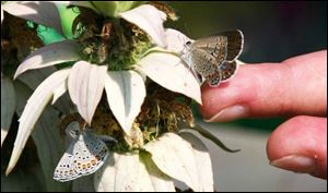 Karner blue butterflies, hatched at the Toledo Zoo, are being reintroduced at three area Metroparks where the rare insects once thrived.
