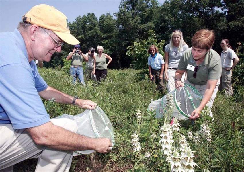 Toledo-Zoo-reintroduces-Karner-blues-in-park-lands