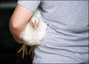 The fair becomes a hip thing for this chicken competitor as it is carried by its owner to the scales to be weighed.