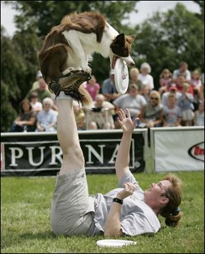 Dante precariously perches on the raised feet of handler Chris
McLeod and expertly pulls in a disc without losing its balance
in an exhibition at Secor Metropark by the Purina Dog Team.