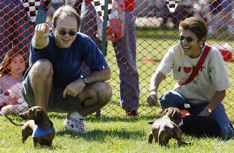 Wiener-dogs-all-cut-the-mustard-in-annual-race