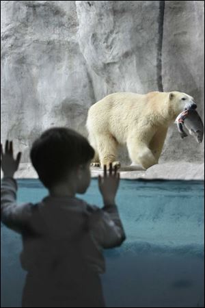 Slug: CTY  bears28p  Date:  11/27/2007        The Blade/Amy E. Voigt       Location: Toledo, Ohio Caption:  Zachary Spears, 3, from Waterville watches as male polar bear cub Nikita carries a whole salmon which he will eat in celebration of Nikita's first birthday. The other twin bears Aurora and Anana, who were born to Crystal, also celebrated earlier in the day with special treats. Only four cubs were born in North American zoos in 2006 and three of them were born at The Toledo Zoo.