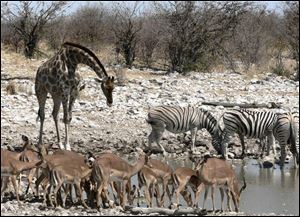 A variety of wildlife lives together in the park.