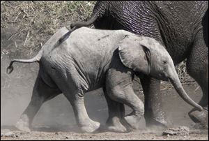 Elephants, oh my!