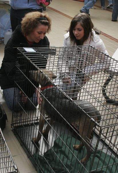 Rescued-dogs-cats-in-Wood-County-in-need-of-homes