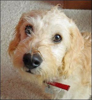 New pet Bailey is a 15-pound, cream-colored mixed breed.