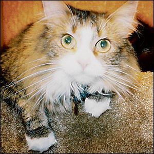 Willow's Pet Idol win will give her a cat treat basket. Her owner, Valerie Murphy, will get a portrait of her and gift certificates.