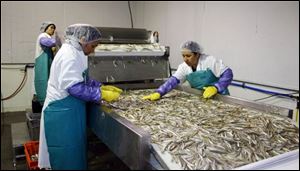 At Presteve Foods in Wheatley, Ont., workers sort through a catch of fish brought to the Canadian shore earlier in the day.
