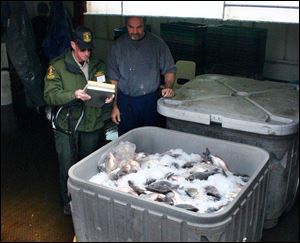 Commercial fishermen bring their cargo of fresh fish on ice into Wheatley, Ont. More than 85 percent of the fish taken by commercial fishermen in Ontario is exported to the U.S.
