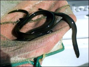 Trout were having the life sucked out of them by vampirelike sea lamprey, which fi rst slipped into the lakes in the 1800s.
