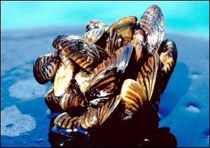 Zebra mussels like these from Lake Erie arrived in the Great Lakes more than 20 years ago. They are among more than 180 invasive species that have established a stronghold in the lakes and remain one of the most costly invaders.