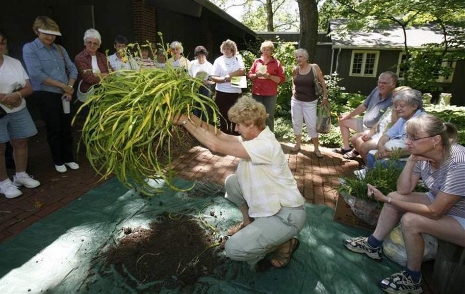 GLORIES-OF-NATURE-ON-DISPLAY-AT-THE-DAYLILY-EXPO-2