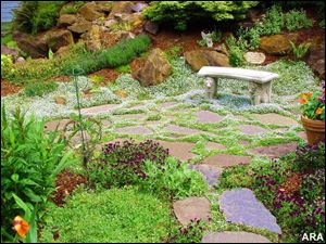 This former lawn has been transformed into a quiet garden sanctuary with Isotoma fluviatilis  Blue Star Creeper , from Stepables, intermittently planted between the stepping stones.