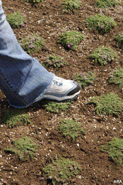 Pass-on-the-Grass-3