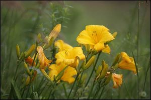 Day lilies receive a soaking from a rain storm at Hidden Lake Gardens, which offers roads and hiking trails for visitors.
