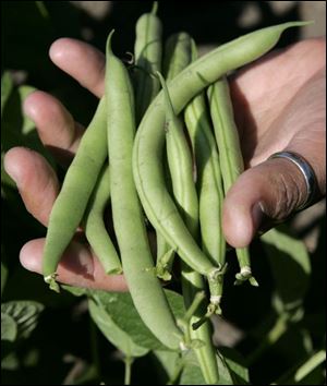 Vegetables from the garden supplement meals provided to the Salvation Army shelter's temporary residents.