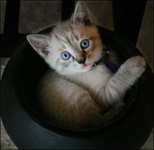 Come on. What's cuter than <a href=