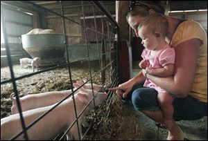 Slug: ROV pumpkinfarm29p             Date: 9/29/2008             The Blade/Amy E. Voigt             Location: Ottawa Lake, Michigan  CAPTION:  Cheri Mitchey (cq), right, from Metamora, shows her daughter Alivia (CQ A not O), left, the 6 week old pigs at the Gust Bros Pumpkin Farm at 13639 Mulberry Rd. in Ottawa Lake, MI. The farm features a 