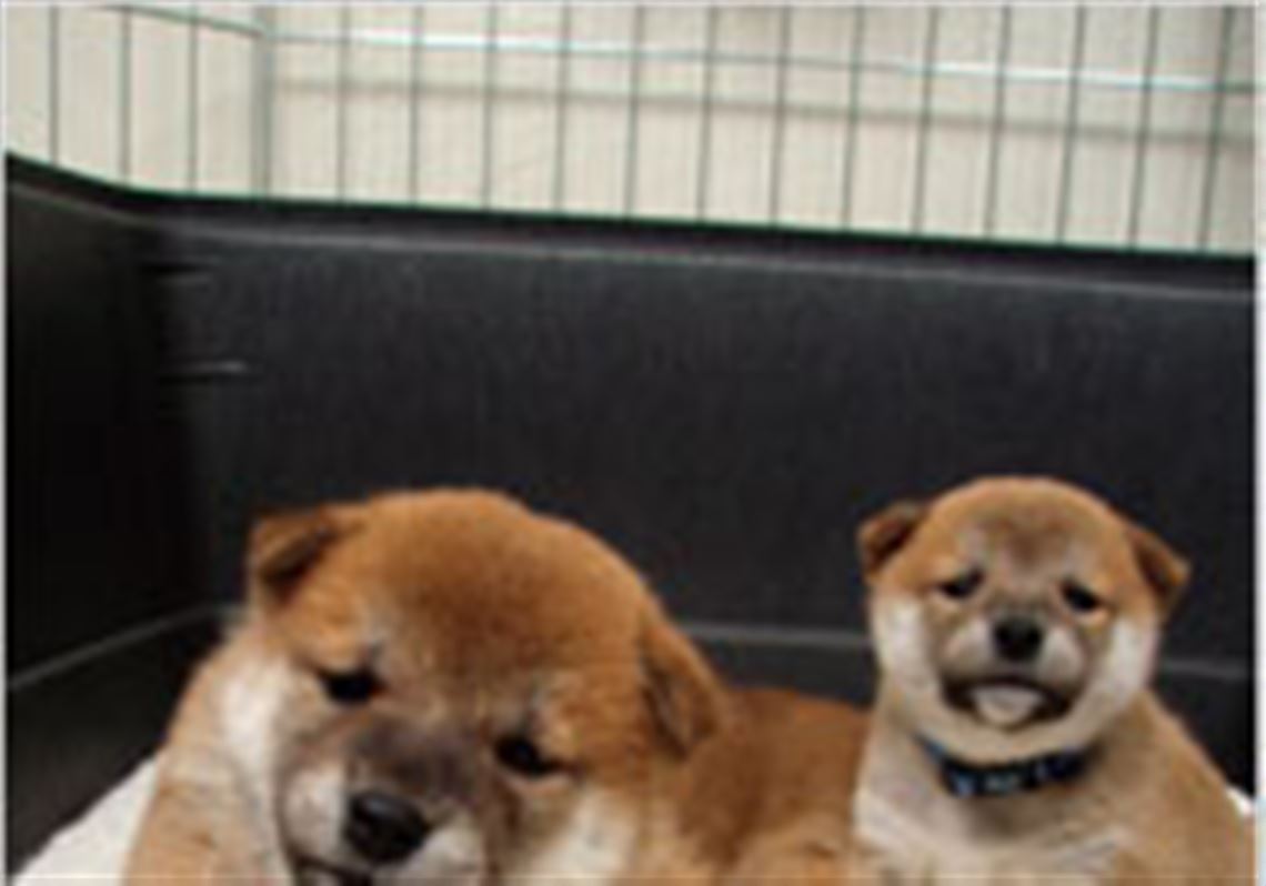 The Cutest Puppies Ever Perhaps Toledo Blade