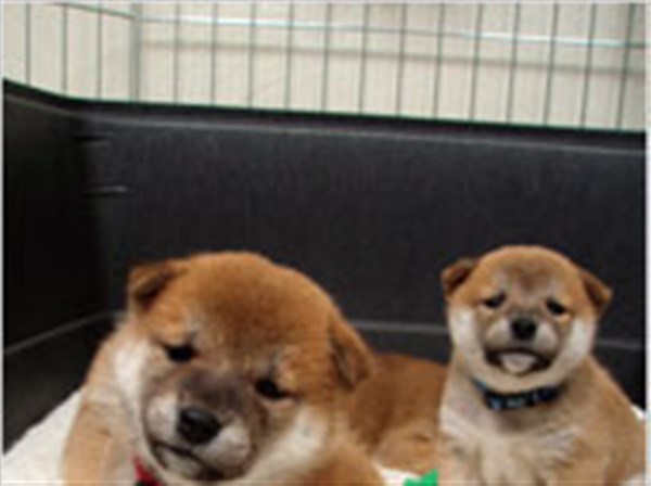 The Cutest Puppies Ever Perhaps Toledo Blade
