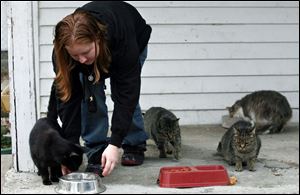 Starr Lucius attends to some of the 12 stray cats that she feeds twice a day on the porch of her east side home. The nonprofit 
group Humane Ohio wants
to reduce the number of strays in East Toledo and is offering free and reduced-cost spay/neuter services to residents of the 43605 ZIP Code.