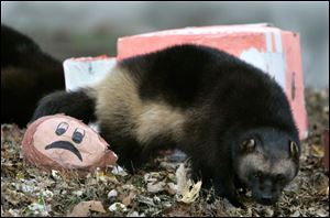 A wolverine walks by the destroyed effigy of Brutus Buckeye, the Ohio State mascot at the Detroit Zoo on Nov. 21. The pinata used as the effigy was filled with meat and other treats to entice the animals. 