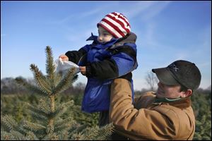NBRN matthes04p  Maximus Attard, 3, considers marking a tree he likes as he's held up by his dad Ben. They live in Dearborn, Michigan. 25th annual Christmas tree festival at Matthes Evergreen Farm in Ida, Michigan, on November 29, 2008.  The Blade/Jetta Fraser