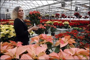 Alicia Bostdorff Timm stands with the trial poinsettias at Bostdorff's. There are experimental cuttings in 42 varieties. 