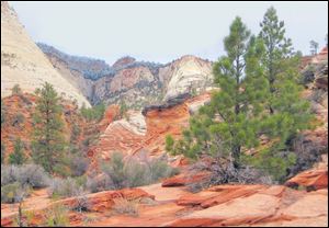 Snow dots evergreens in the upper elevations of Zion National Park.