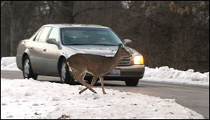 Slug: CTY Holidayrover25p A                                  The Blade/Jeremy Wadsworth  Date: 12/25/08  Caption:  A deer crosses in front of a car Thursday, 12/25/08, at Wildwood Metro Preserve in Toledo, Ohio.