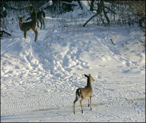 Deer head back onto an island after venturing out onto the frozen, snow-covered Maumee River looking for food off River Road near Harvard School in South Toledo. Winter has not been kind to area wildlife, as temperatures have dipped below zero seven times.