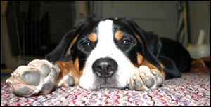 Lola, a Greater Swiss mountain dog, is Pick of the Litter. 